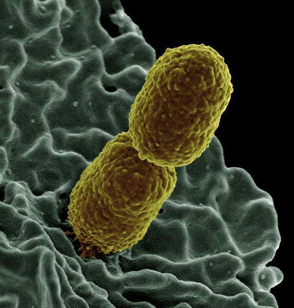 Evolu#on av an#bio#karesistens En ensam resistent bakterie kan nå en relativ frekvens från 0,01 % till 99,9 % på endast 24