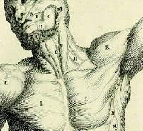 ! debatt och brev Dunkelt om uppskattad GFR! Anders Kallner framför [1] att kreatininets utsöndringshastighet är en surrogatvariabel för glomerulär filtrationshastighet (GFR).