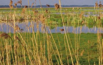 Våtmarkens läge lite längre bort från bebyggelsen minskar risk för störningar mellan fågelliv och bebyggelse, boende mygg, säkerhetsfrågor m.