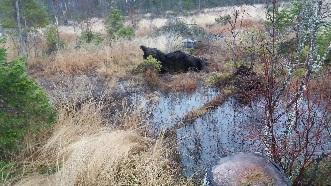 i distriktet. Miljökvalitetsnormerna är en del av genomförande av EU:s ramdirektiv för vatten.