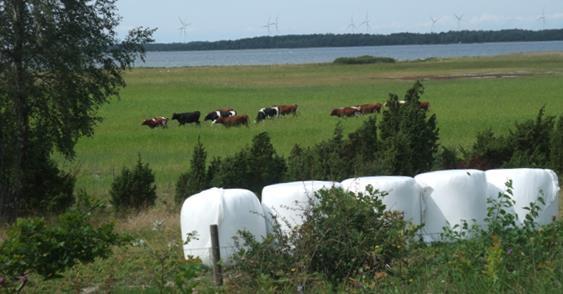 1.2 Strandbeteskött Många lantbrukare har små ekonomiska marginaler i sin verksamhet och det finns därför skäl att se på alternativ och lägga energi på utveckling.