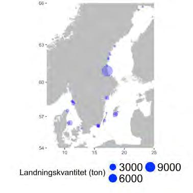 Reglering Fisket efter pelagiska arter med aktiva redskap regleras, precis som för alla