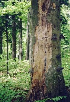 anser hon att man bör använda vissa typer av områdesskydd, framför allt biotopskydd och ekoparker, för in situ-bevarande av skogsgenetiska resurser.