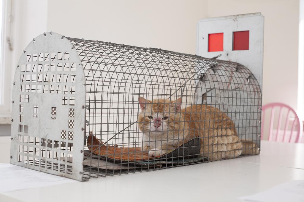 Fakulteten för veterinärmedicin och husdjursvetenskap Institutionen för kliniska vetenskaper Hantering och behandling av ferala katter på
