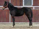 . (U) rdore Am rlet Knight (U) Flirt With Fortune (U) vnn Am Lve Kronos (IT) Coventry Crol (U) ymith Am Fther Ptrik (U) Noblesse Kronos (IT) zelnut Am oke Fe (E) Almondi Am (E) ert Am Triton (U)