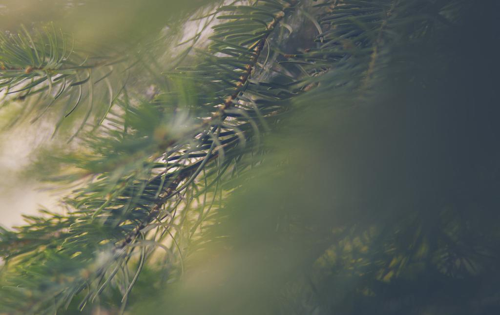 FRÅN FOSSILA MATERIAL TILL FÖRNYBARA OCH ÅTERVUNNA STOR VARIATION OCH BREDD PÅ VÅRA UTVECKLINGSPROJEKT De flesta material som tillverkas av olja kan också göras av skogsråvara.