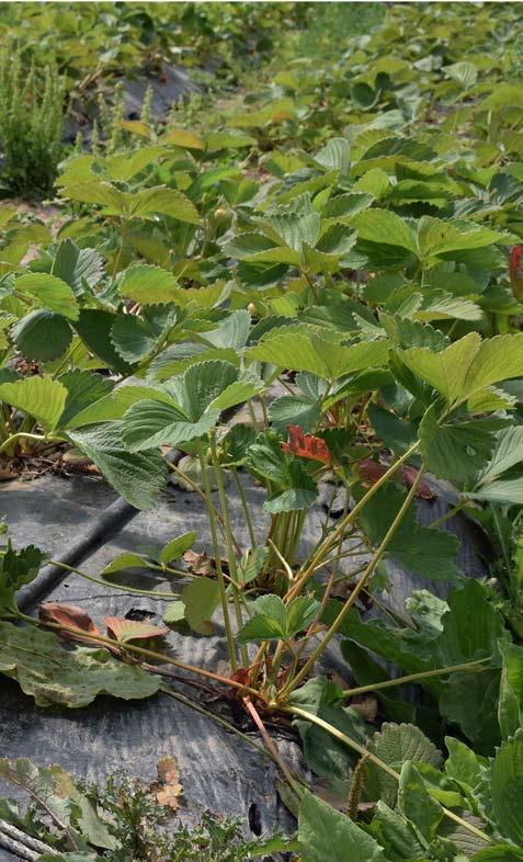 Bevattning ger starka plantor som etablerar sig bra. Då kan de konkurrera med ogräset och motstå angrepp av skadegörare. Speciellt mjöldagg och spinnkvalster angriper torkstressade plantor.