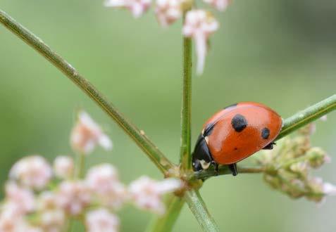 stadium som lever på pollen och nektar. Många små insekter samlas i blommor och det i sin tur lockar rovinsekter.