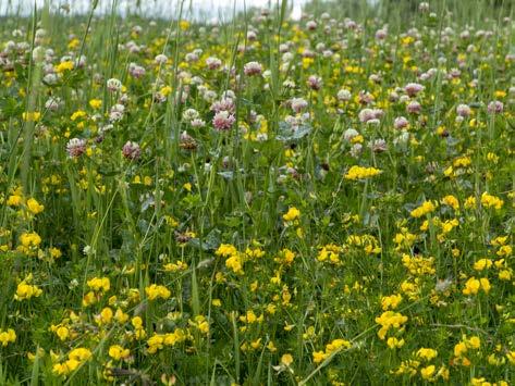 Växter ur familjerna Apiaceae flockblommiga och Brassicaceae kålväxter lockar och förlänger livslängden hos