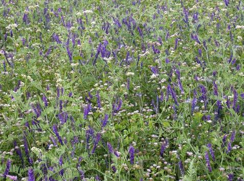 Tagetes är ett intressant val för en ettårig gröngödsling och borde provas mer inte minst som förfrukt vid tunnelodling.