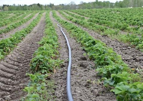 I en ekologisk odling bör halmen vara hackad eftersom den är enklare att bruka ner efter skörden. Vid sensommarplantering syns den goda etableringen i plastlisten tydligt.