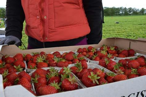 Välj robusta sorter Eftersom jordgubbssorterna har olika motståndskraft mot skadegörare är sortvalet en viktig förebyggande växtskyddsåtgärd.