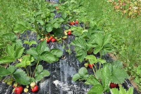 Så här anlägger och sköter du odlingen Stränga kvalitetskrav Friska och vitala plantor är en förutsättning för en bra etablering.