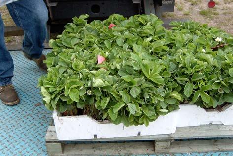 Vid yrkesmässig försäljning av jordgubbsplantor inom EU ska plantorna vara försedda med växtpass.