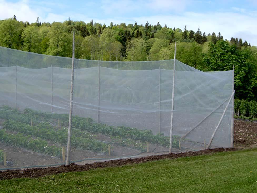 Insektsnät mot jordgubbsvivel provas på Rånna försöksstation. Insektsnät och fiberduk hindrar insekter I både Norge och Sverige har insektsnät som staket provats mot jordgubbsvivlar.