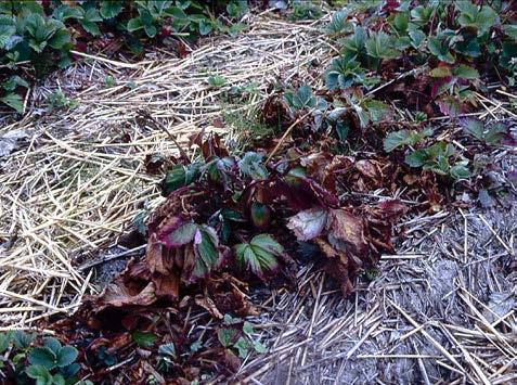 Kronröta och läderröta Kronröta (Phytophthora cactorum) är en jordlevande svamp som angriper plantans stam (kronan) så att vattentransporten hindras.