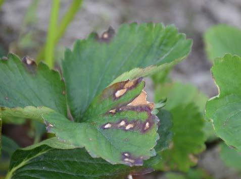 Ögonfläcksjuka Ögonfläcksjuka (Ramularia grevilleana) övervintrar på gamla blad och sporerna sprids till de nya bladen på våren.