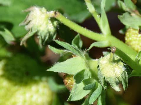 I ekologiska odlingar händer det att över 50 procent av blomknopparna är avbitna och då blir skördeförlusterna naturligtvis stora.