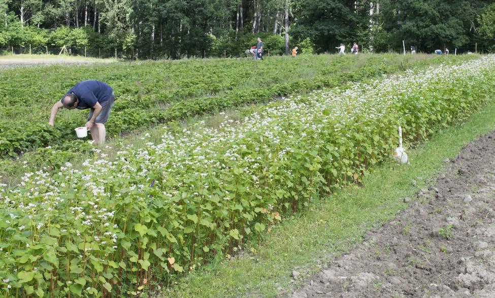 Under 2010-talet har intresset för självplock ökat, särskilt runt storstäderna. Ekologisk bärodling ökar Enligt statistik från kontrollorganen fanns det 287 hektar ekologiska bärodling i Sverige 2015.