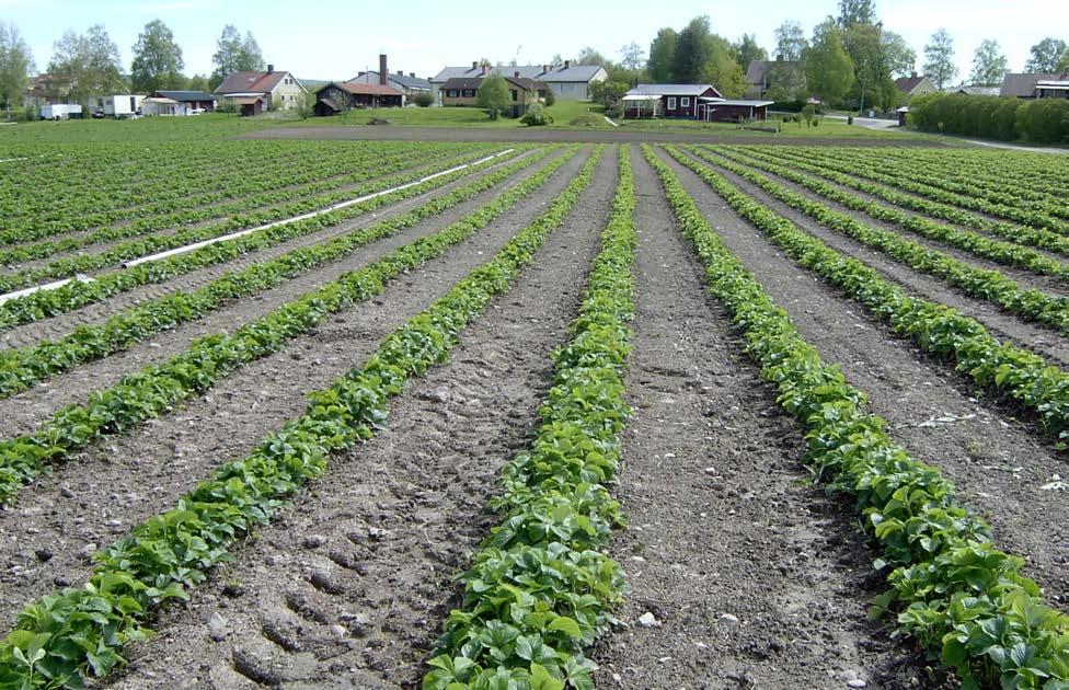 Omkring 175 000 kronor kostar det att anlägga 1 hektar jordgubbsodling enligt Jordbruksverkets kalkyler.