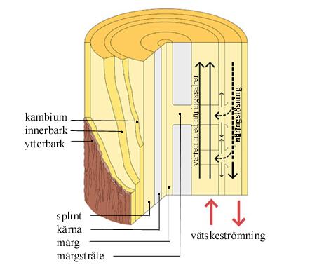 2.2.1 Uppbyggnad Trä är ett levande material som är uppbyggt av både levande och döda celler.