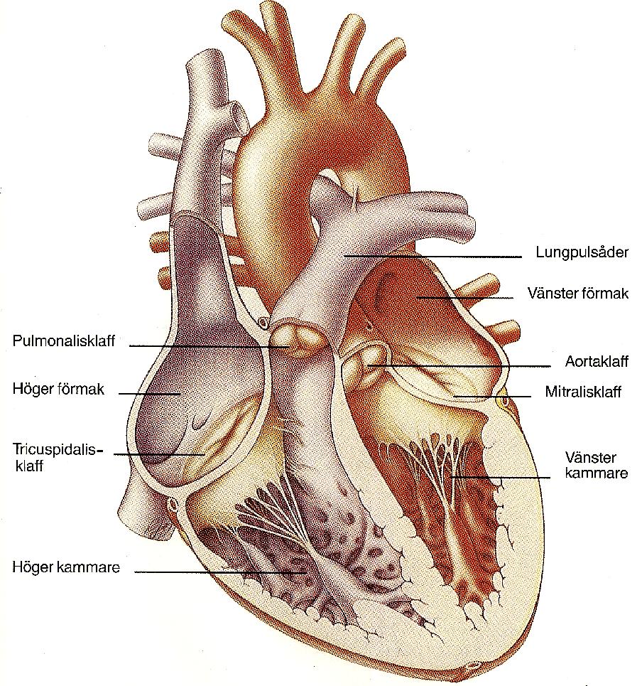 Cardiovaskulära homograft Aortahomograft