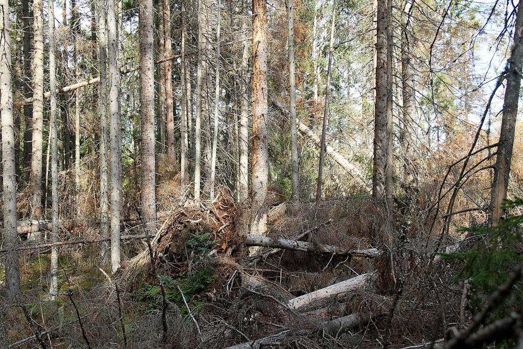 NRS vindfällen och barkborreangrepp på gran i Västernorrland och östra Jämtlands län Vindfällen och barkborreangrepp Foto: Sören Wulff Bakgrund Angrepp av barkborrar uppstår normalt på liggande