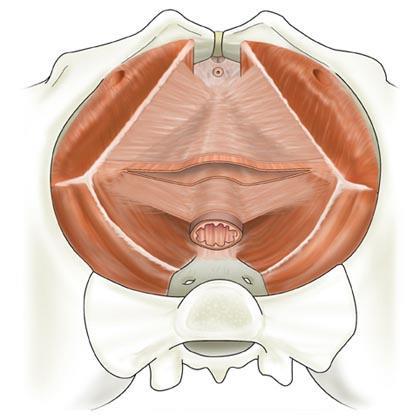 Vesicovaginala fascian