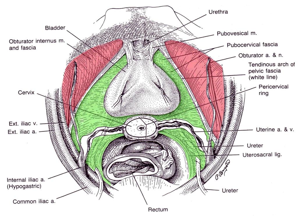Endopelvina fascian-