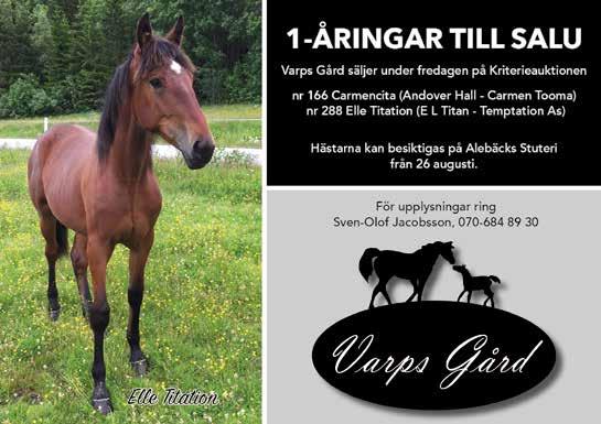 Homer Målaresven Måni Nelle Atticus Jake New Devotion No Limit Casino Nydalens Tora 8 Nydalenssuperraffe Oi Degato Odessa Cheri Omero d Asolo* Pay the Winner Picasso Face Precious Glider Rex Lane