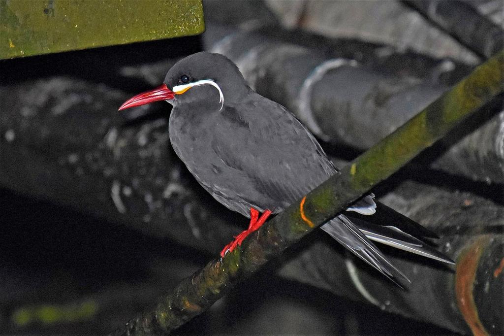 Inca Tern.