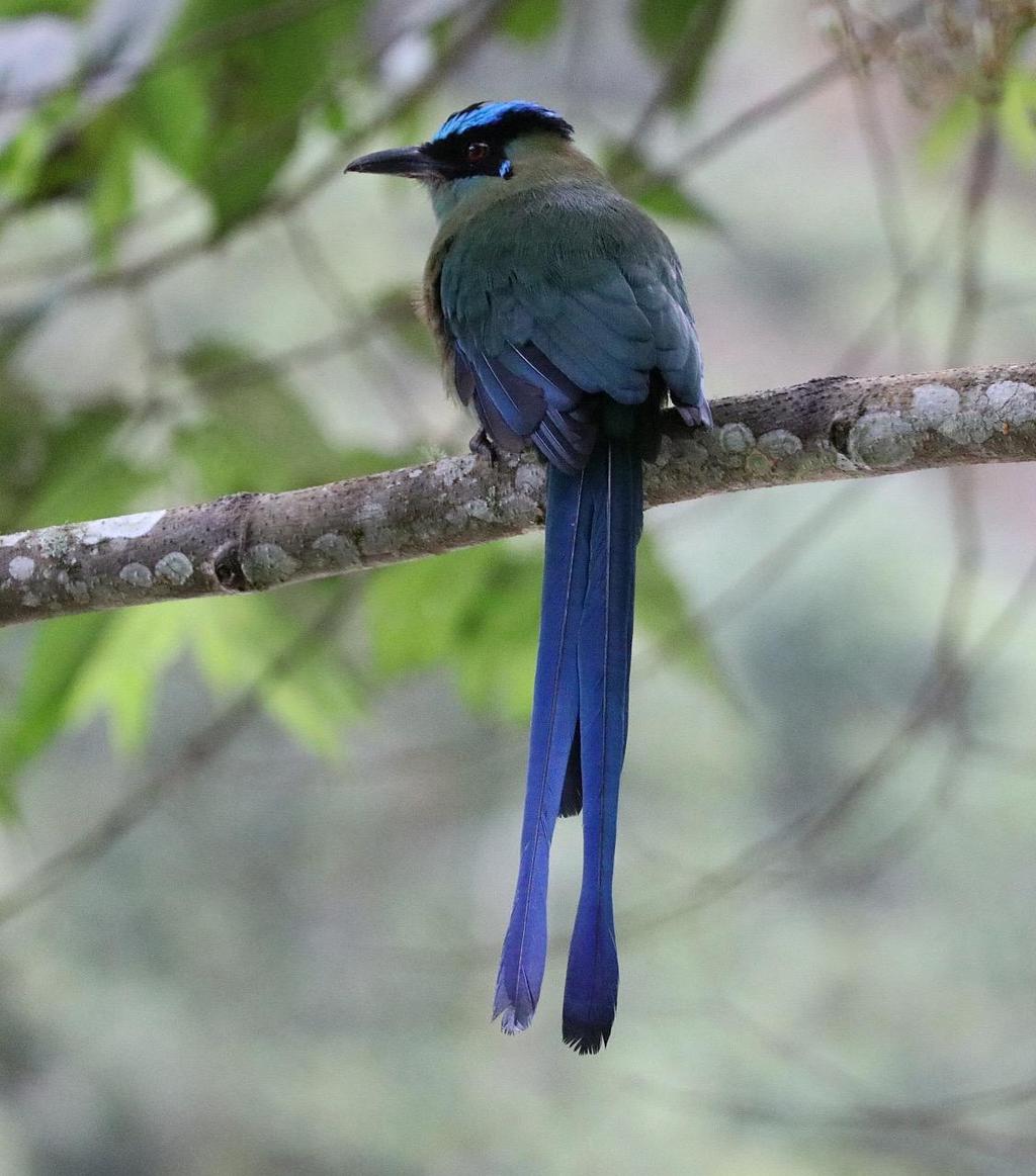 Andean Motmot.