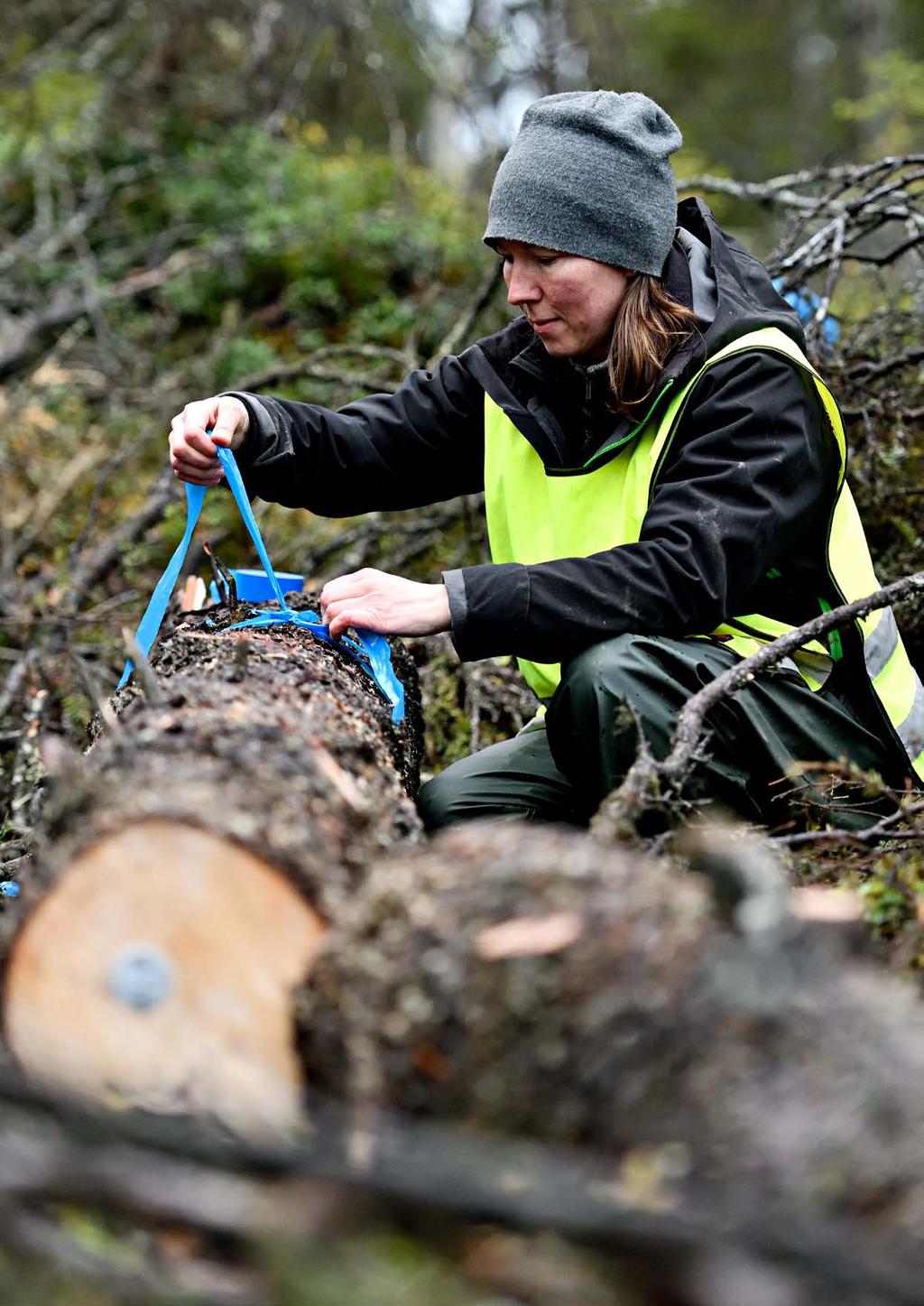 Insatser för biologisk mångfald I samband med att Aitikgruvans sandmagasin utökas har 17 hektar skog med höga naturvärden avverkats.