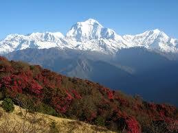 ÖVERNATTNING I TADAPANI TEA HOUSE Vyer över Machhapuchhre (fishtail) 6993 m, Annapurna South 7219 m och Hiun Chuli 6441 m. DAG 06.