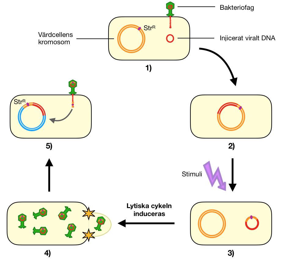 Figur 5: Specialiserad transduktion där en obestämd gen som kodar för streptomycinresistens (kallas här Str R ) överförs mellan bakterier via bakteriofager.