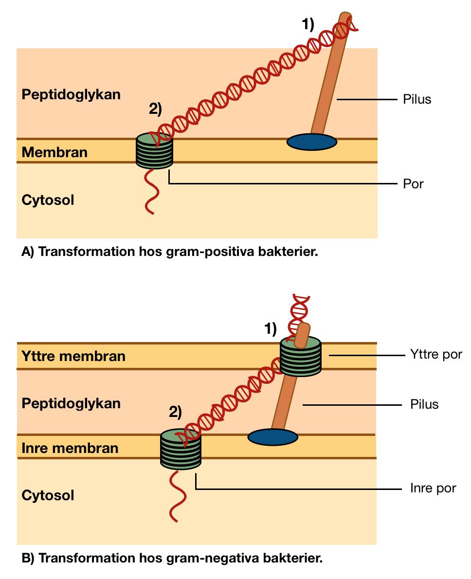 Figur 6: A) visar hur extracellulärt DNA förs in i den gram-positiva bakterien. B) visar motsvarande process i gram-negativa bakterier.