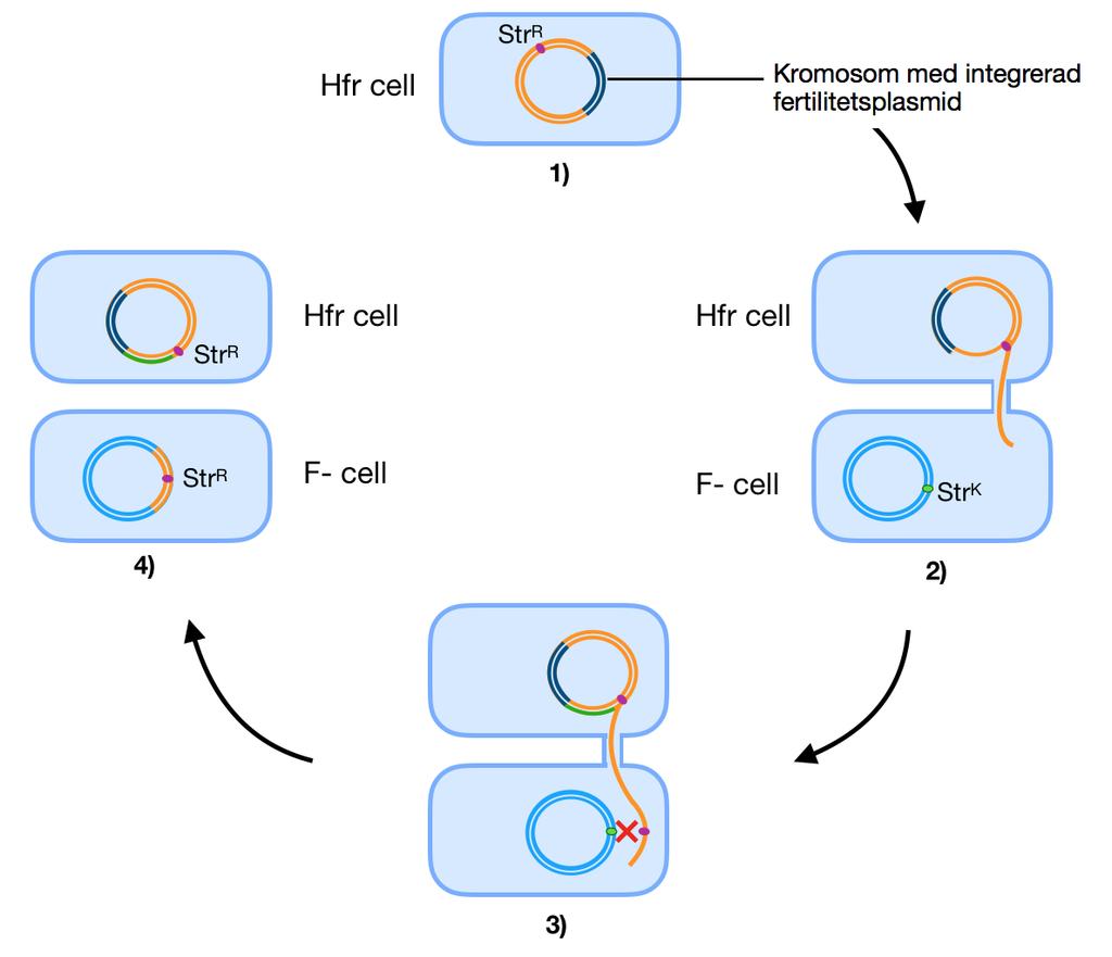 Figur 2: Ett exempel på hur en obestämd gen som kodar för streptomycinresistens (kallas här Str R ) kan överföras till en bakterie som är känslig för streptomycin (kallas här Str K ).