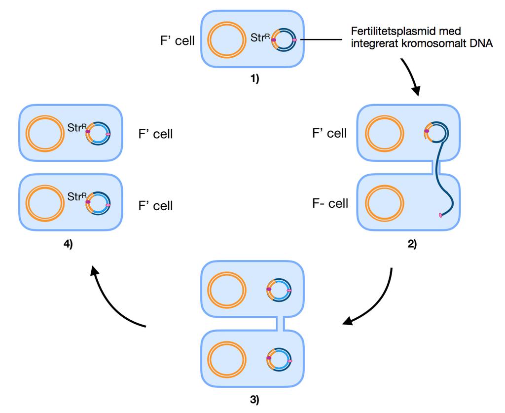 Figur 3: 1) Här visas en F cell där en obestämd gen som kodar för streptomycinresistens (Str R ) har blivit integrerad i F-plasmiden. 2) En pilus bildad mellan F cellen och en F- cell.