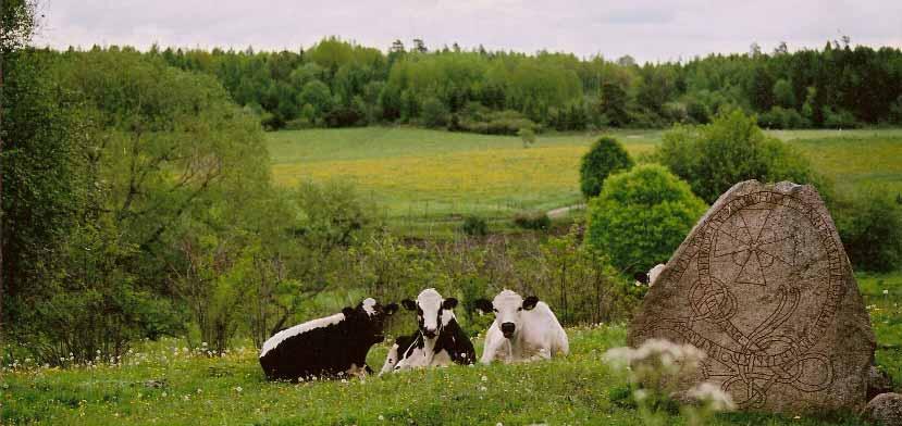 Checklista omläggning till ekologisk mjölkproduktion Här får du en lista över de områden som är viktigast att gå igenom om du funderar på att ställa om din mjölkproduktion: Kontakta mejeriet Areal