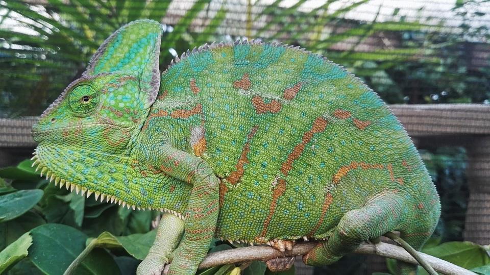 J djur Djur Maria Namn: Kameleonter Vetenskapligt namn: Chamaeleoidae Familj: Kräldjur Äter: De äter insekter, men stora arter kan också äta både fåglar och mindre däggdjur.