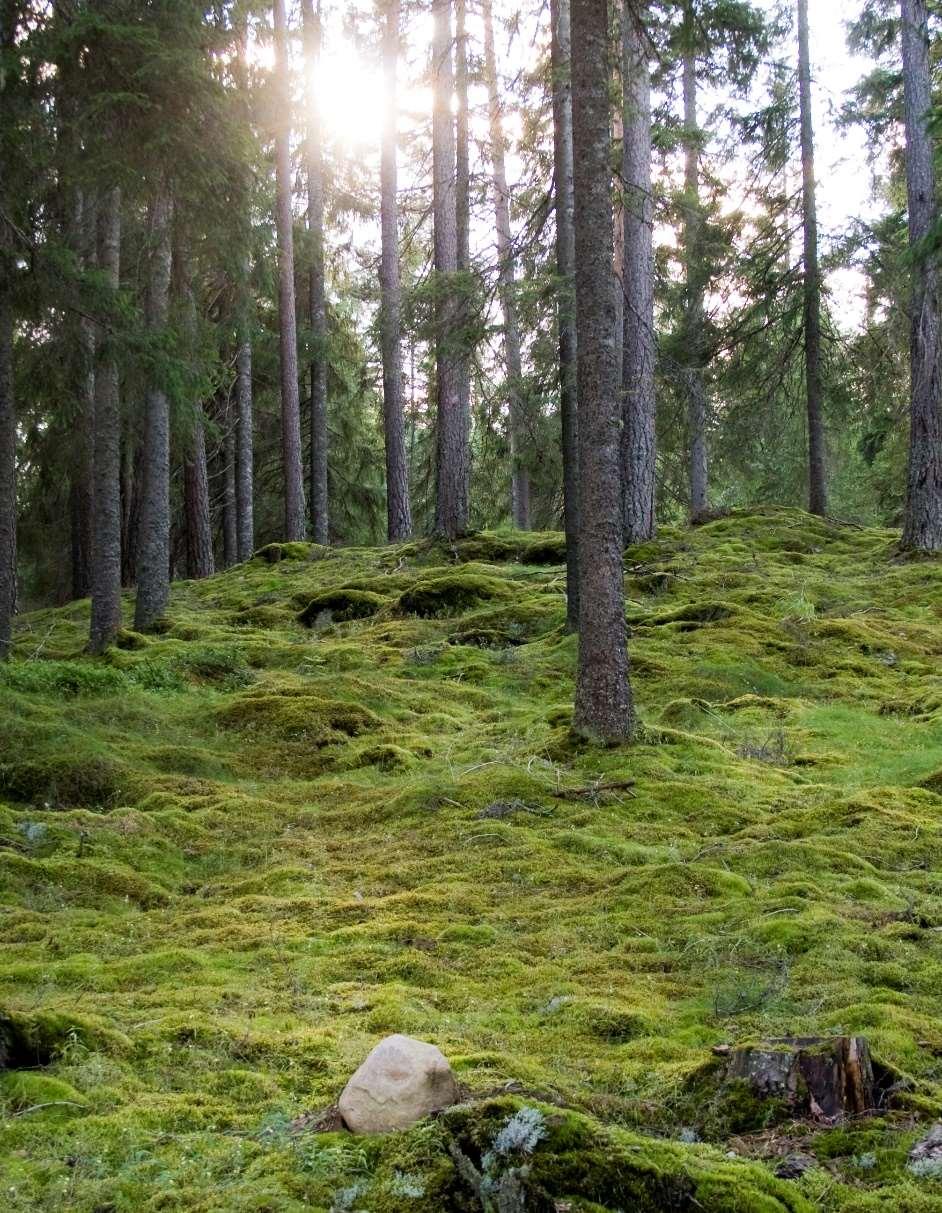 SCB 30 MI 41 SM 1801 Skyddad skog Med sina 28,3 miljoner hektar skogsmark är Sverige EU:s största skogsland. Nästan 70 procent av rikets landareal består av skog.