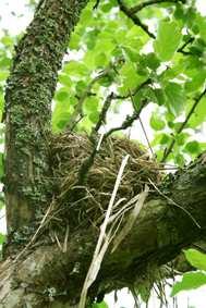 TESTA OBSERVERAT = FÖRVÄNTAT Observation: Fågelbon sitter ofta på södra sidan av trädstammen Tolkning/hypotes: Fåglar föredrar att bygga på södra sidan Nollhypotes (H0): Fåglar väljer att bygga på