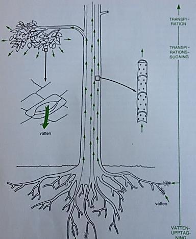 Rottryck, kapillärkraft och avdunstning