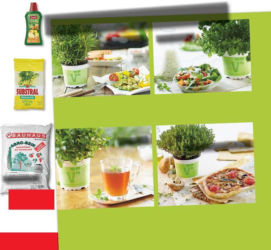 gnojivo za citruse 0,5 l OS 101612 20924472 24,90 Jagoda mjesečarka OS 115362-67721467 9,90 Fragaria vesca 'Tubby Red' ili 'Tubby White' - šumska jagoda T10,5 OS 115642-67964697 / 703 18,90 Fragaria
