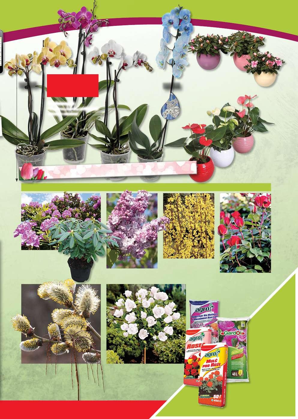 60 cm 2 grane 59 90,! Phalaenopsis T12, 60 cm, 2 grane, različite boje OS 117540-68068307 Phalaenopsis 'Ocean Blues' T12, 60 cm, 1 grana plava OS 117540 68068316 79,90 1 grana Indijska azalea (lat.