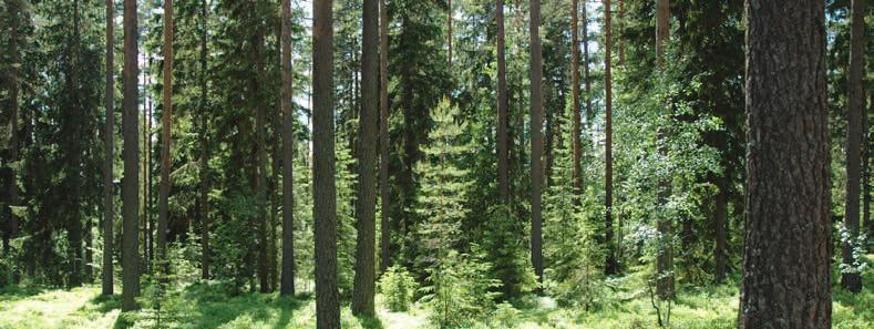 Sveaskogs gröna obligation på en miljard kronor, som emitterades i september 2017 har finansierat ett hållbart och sprojekt som syftar till att öka skogens och skogsråvarans klimatnytta, minska