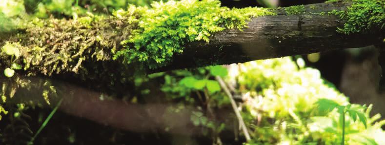 Ett hållbart Genom att bruka skogen hållbart ökar tillväxten och därmed även koldioxidinbindningen. I den brukade skogen tillkommer även en faktor för kolbalansen skörden av träd.