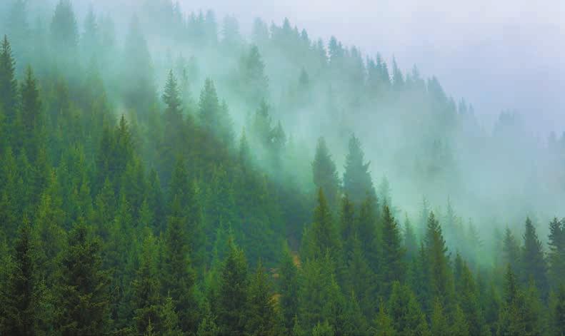 Förvärv av skogsmark Shutterstock by Peyker Sveaskog är Sveriges största skogsägare med över 4 miljoner hektar skogsmark (2017).