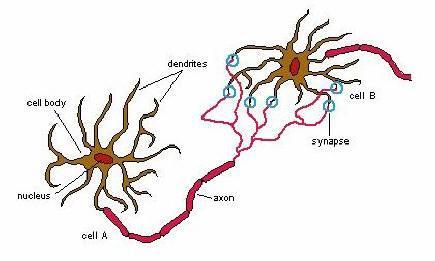 Kontaktpunkten mellan två nervceller nervändan eller terminalen av