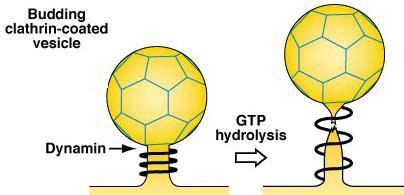 Dynamin avsnör vesikeln tillbaka under
